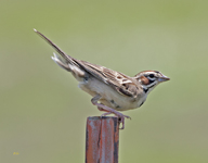Lark Sparrow